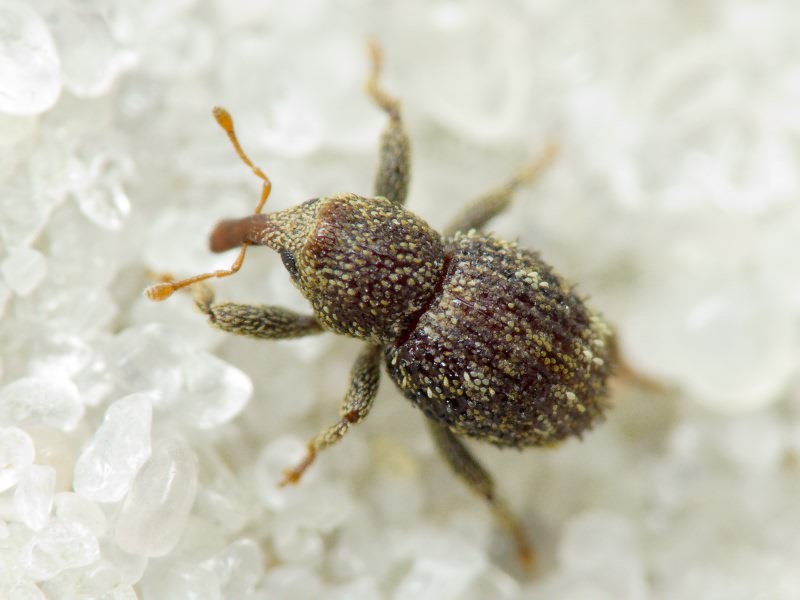 Acalles (Acalles) echinatus (Germar, 1824)